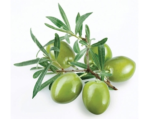 Türkiye'de Zeytin ve Zeytinyağı